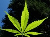 Легалізація канабісу та криміналізація контрабанди: Зеленський збирає Раду для розгляду важливих питань