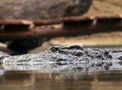 Среди древних крокодилов нашлись вегетарианцы