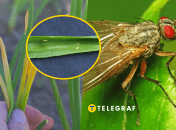 Период с конца апреля и по май может быть самым опасным для урожая