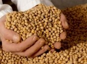 Полезные свойства сои для красоты и здоровья