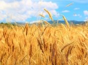 В Кабмине упростили условия экспорта зерна