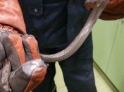 В Днепре в дом залезла змея: вызывали спасателей 