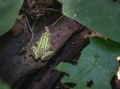 Власти Китая разрешили гражданам есть лягушек, не смотря на угрозу коронавируса