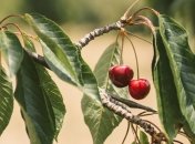 Красные листья на черешне летом - тревожный знак