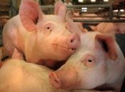 В Запорожье усилили меры против распространения африканской чумы