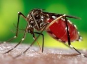 В Швеции будет создан новый каталог обитающих в стране комаров
