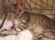 Стала известна судьба кошки с "Фуршета" 