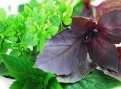 Применение базилика в народной медицине