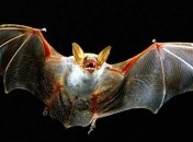Ученые: Летучие мыши экономят фермерам миллиард долларов в год