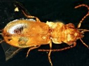 Ученые нашли жука-опылителя, который сохранился благодаря янтарю