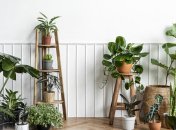 Какие растения притягивают деньги