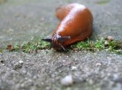 Простое средство от вредителей