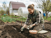 Сейчас самое время посадить чеснок
