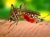 Женщина умерла после укуса комара