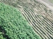 В Одесской области обнаружили плантацию конопли