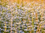 Травы для желудка, которые могут улучшить пищеварение