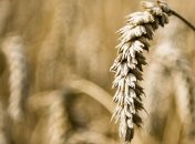 Чистая прибыль "Аграрного фонда" возросла