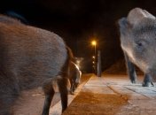 Ученые: Млекопитающие переходят к ночному образу жизни, чтобы избежать контакта с человеком