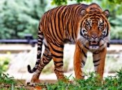 ТОП 10 видов животных, находящихся под максимальной угрозой исчезновения