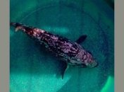 Ученые установили "личность" загадочной рыбы