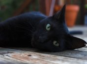 Не стоит бояться черных котиков