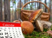 Сбор грибов в Прикарпатье