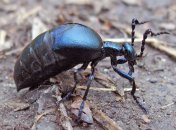 Ядовитый жук майка