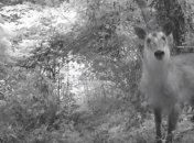 Биологи сняли животных в зоне отчуждения Фукусимы (Видео)