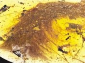 В куске янтаря нашли хвост миниатюрного динозавра 