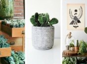 21 доказательство того, что кактус – это лучшее комнатное растение