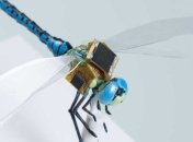 Киборгизацию насекомых упростят оптогенетикой