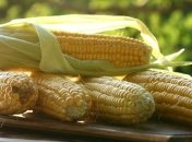 Соглашения по экспорту кукурузы в Китай подпишут уже сегодня