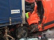 На Житомирщине произошло смертельное ДТП с участием лося