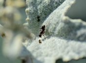 Как избавиться от тли и муравьев на даче