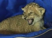 Из Украины пытались вывезти львенка, спрятав его среди попугаев (Видео)