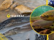 Головатица