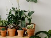 Перелік кімнатних рослин, які не варто тримати вдома