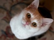 Грабитель вызвал полицию, столкнувшись со своим конкурентом