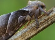 Существо, равное к человеку по сложности половой жизни