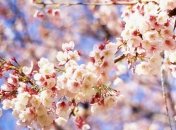 Прогноз погоды в Украине на 17 апреля: солнечно почти во всех областях