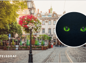 Во Львове увидели опасного хищника