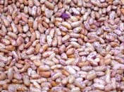 Как уберечь фасоль от жучков до весны: полезные советы, как хранить бобовые зимой