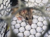 В Украине зафиксировали случай хантавируса у человека: что это за болезнь и как ее можно подхватить