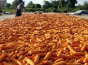 ЕС ввел пошлины на импорт кукурузы, ржи и сорго