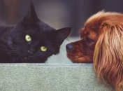 Рада обяжет украинцев регистрировать всех домашних животных