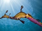 Вы про него еще не знаете: удивительный обитатель морского мира (Фото)