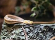 Как избежать укуса змеи: доктор Комаровский назвал главные правила безопасности