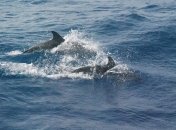 В Черном море стало меньше дельфинов и больше мусора