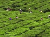 Сборщики чая в Индии заживо сожгли начальника