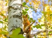 30 марта было принято собирать почки березы